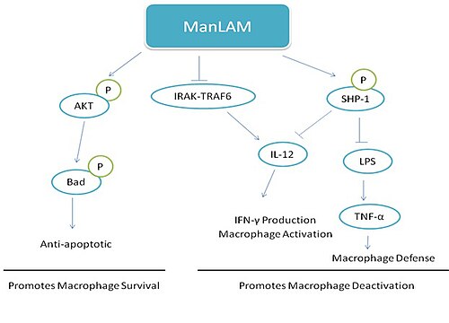 ManLAM機能の提案メカニズム