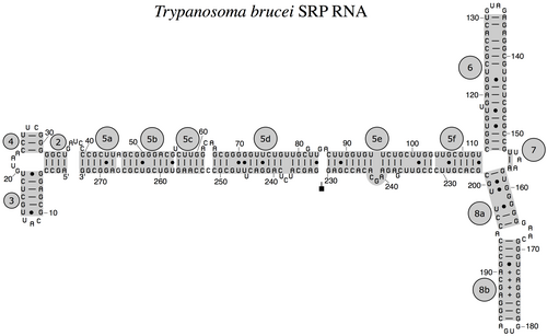 真核生物原生生物トリパノソーマ・ブルセイ由来のSRP RNA