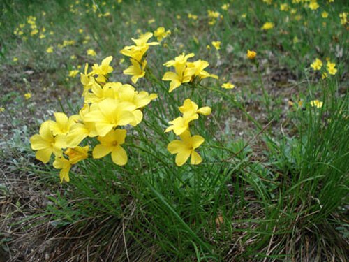 ドロマイト亜麻 (Linum dolomiticum)