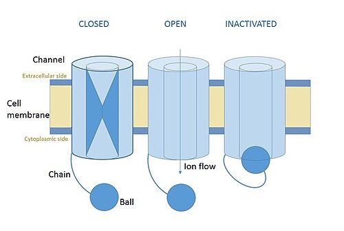 開状態、閉状態、不活性化状態の電位依存性イオンチャネルの図