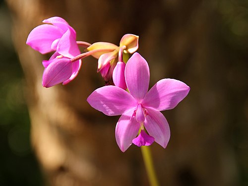 花のディテール